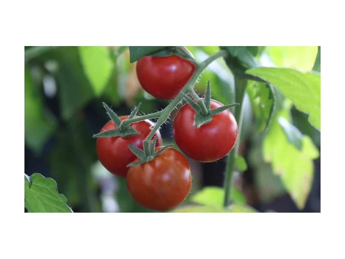 Richtige Tomatenpflege Soll Ich Tomaten Ausgeizen