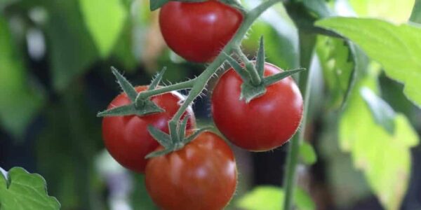Das wird mein Tomatenjahr! Tomatenpflege, so gehts