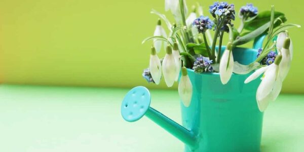 Februar! Gartenarbeiten mit absehbarem Ende