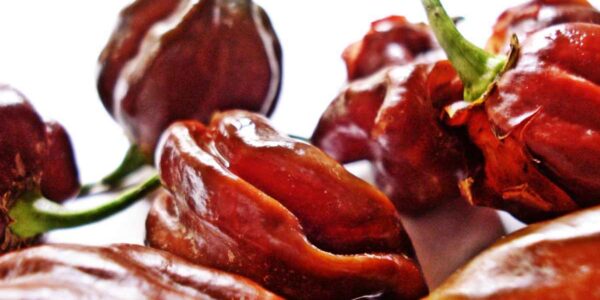 Chili trocknen | Gewürze selbst herstellen