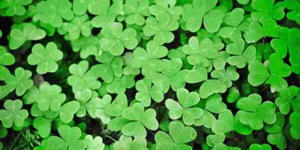 Die Suche nach dem Glück ist immer gratis!