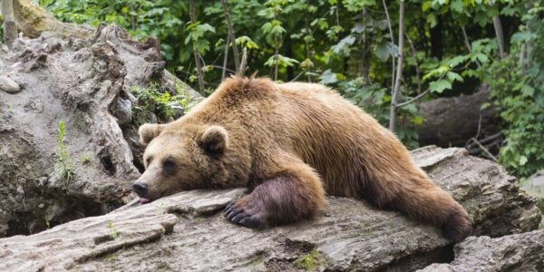 Vor dem TV eingeschlafen | Stefan Raab, komm zurück!!