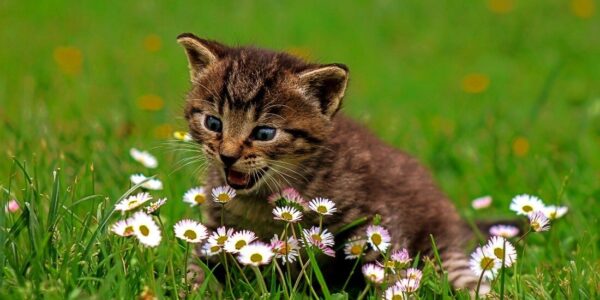 Giftige Pflanzen für Katzen | Ein sicheres Heim schaffen!