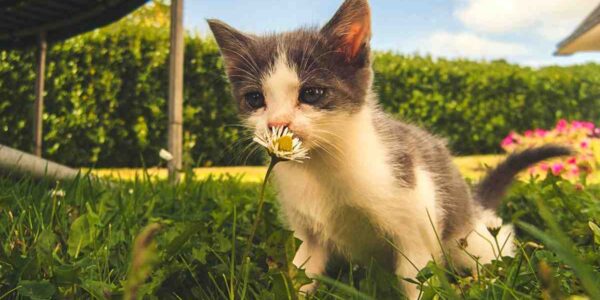 Wird Urlaub im Garten zum neuen Lifestyle?