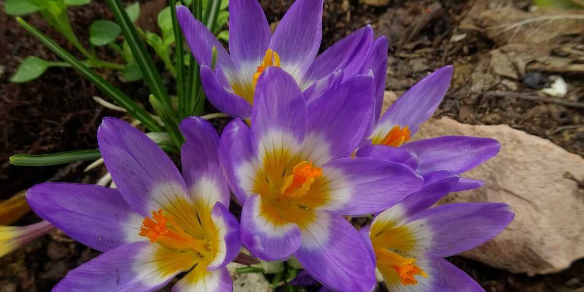 Der 3-in-1 Tipp: Frühlingsblüher im Schatten pflanzen