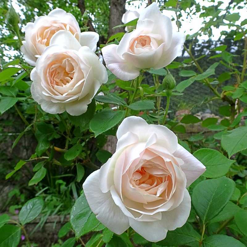 Rosen für Schatten, Desdemona, David Austin Rosen, englische Rosen