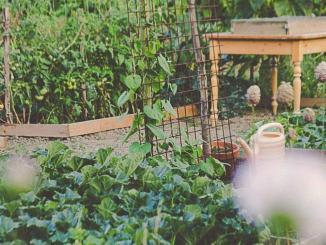 Gartenarbeiten Im Juni Gehen Jetzt Leicht Von Der Hand