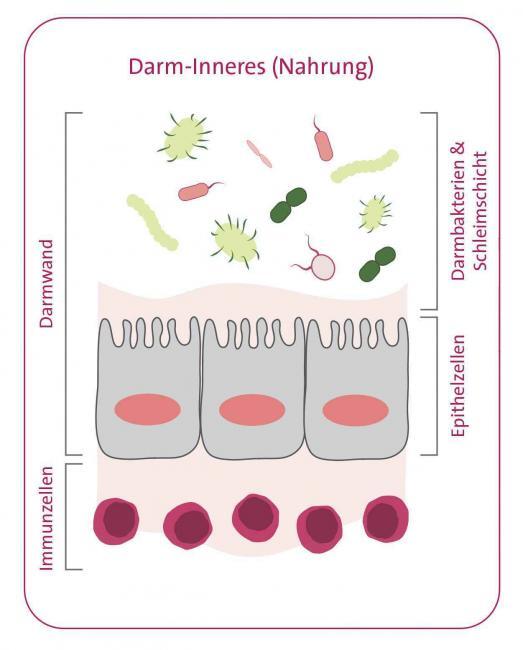 omni-biotic, darmgesundheit, lifestyle magazin 