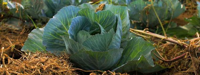 gartenarbeiten im märz, kohl, starkzehrer, garten magazin 