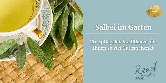 Salbei pflanzen, Salbei im Garten