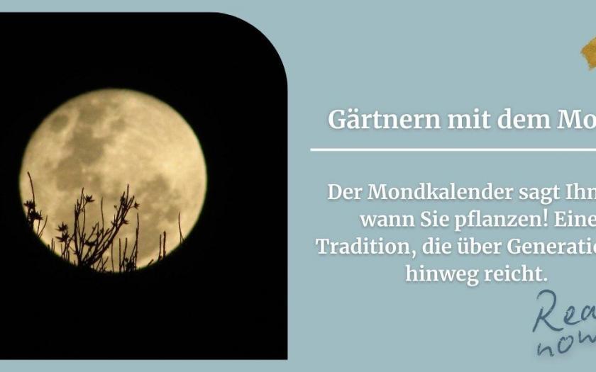 Gärtnern nach dem Mond: Der ultimative Mondkalender 2026 für Ihren Garten