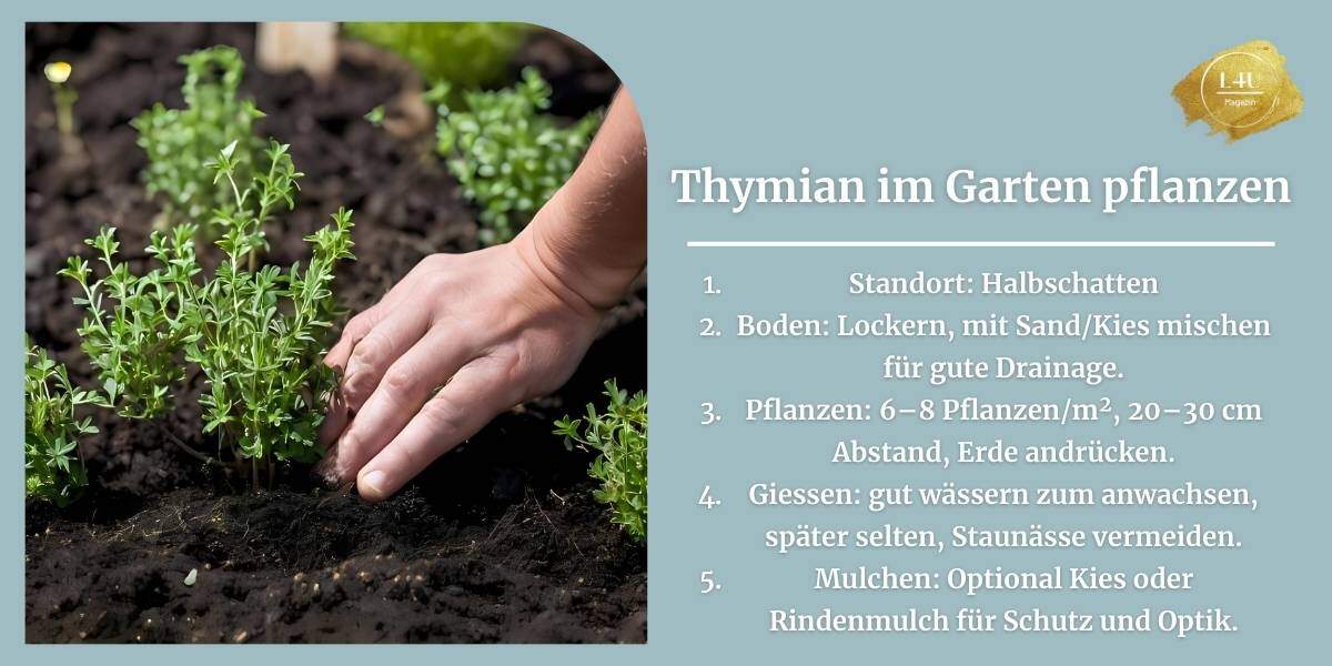 Schritt für Schritt Anleitung Thymian pflanzen, Thymian im Schatten 