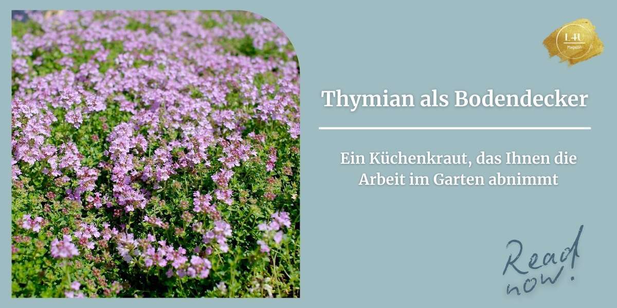 Kleines Kraut mit grosser Wirkung! Mit Thymian den Gartenboden verschönern