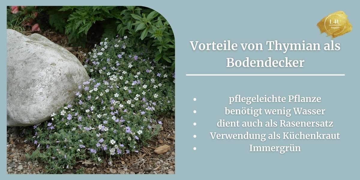 Thymian als Bodendecker, Vorteile von Thymian als Bodendecker