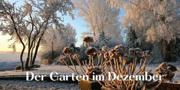 Dein Garten im Dezember: Nützliche Tipps gegen Frost und mit nachhaltigen Gedanken