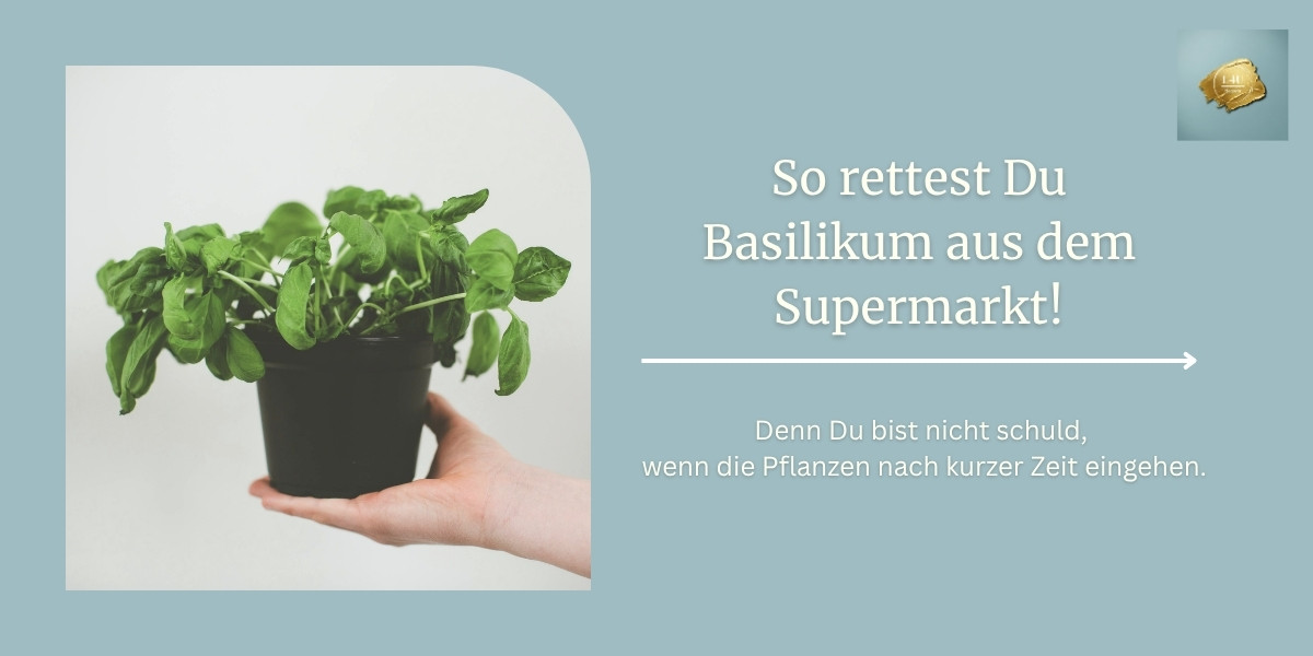 Dein Basilikum stirbt nicht wegen Dir. Es wurde so gezüchtet