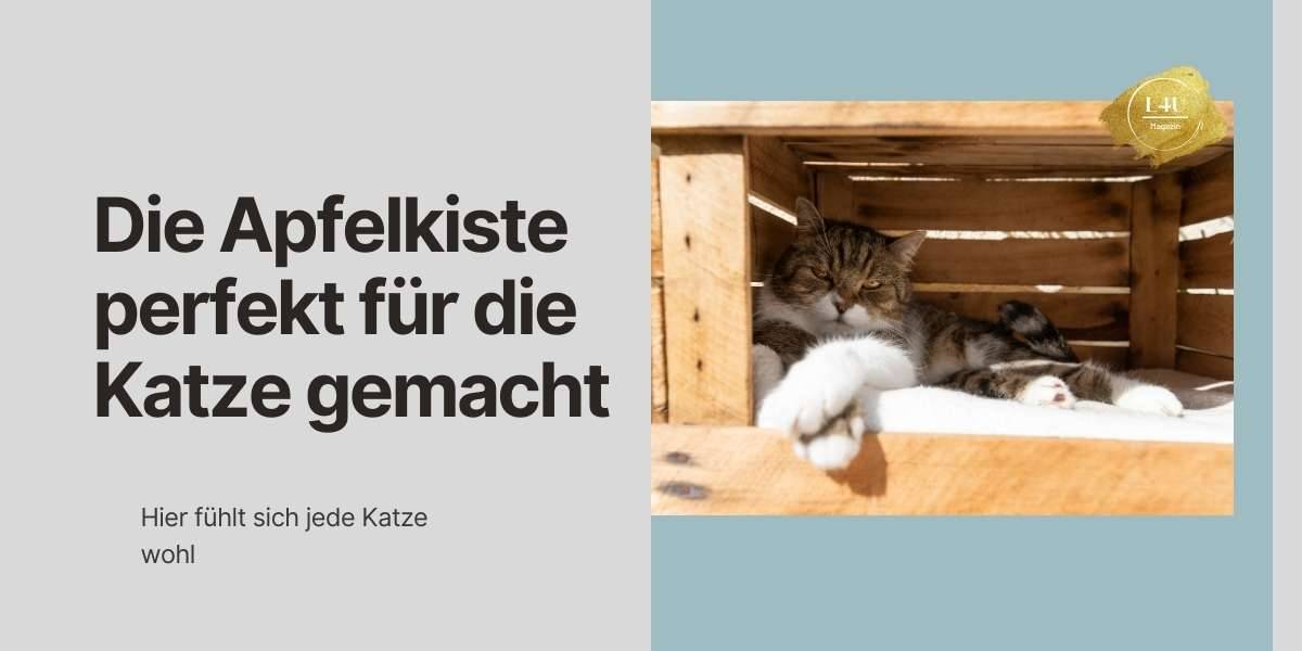 katzenbett aus obstkiste