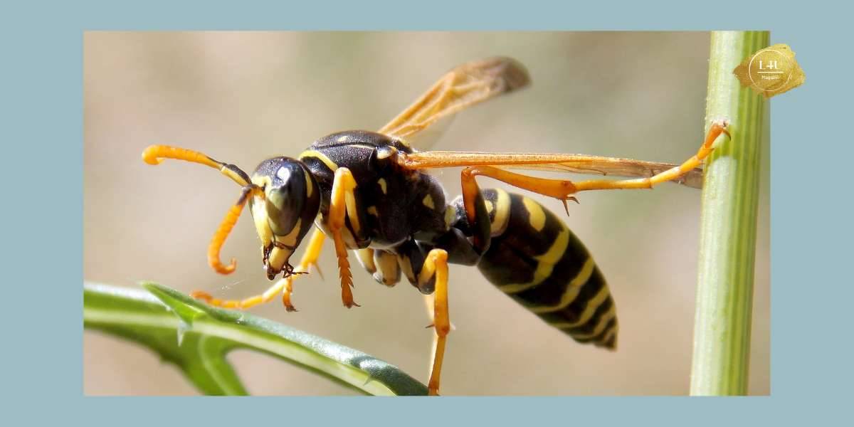 So werden Sie effektiv Wespen im Garten los!